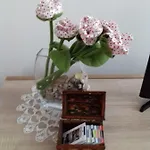 Studio Rose *